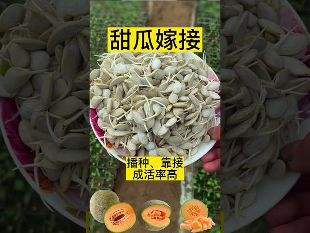 零基礎也能學會的果樹嫁接指南！ 快速成為專家A guide to grafting fruit trees that can be learned even with zero knowledge!