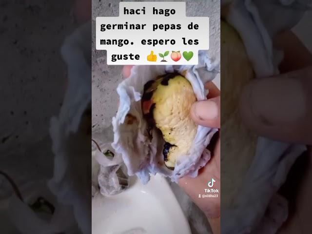 como germinar la pepa de mango