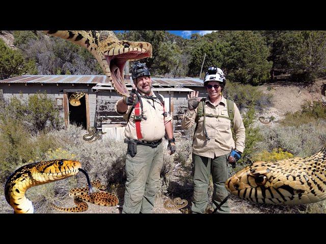 Nevada's Legendary Bullsnake Camp... With REAL Bullsnakes!