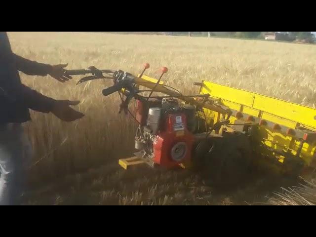 Power tiller field dhan cutting farmer is happy 9589973228.7987294408