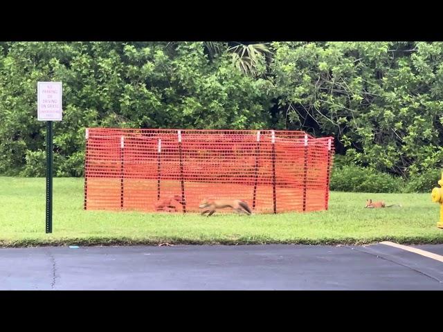 Baby Foxes playing