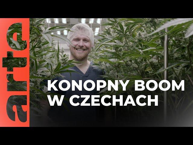 Czechy: konopny boom | ARTE.tv Dokumenty [LEKTOR PL]