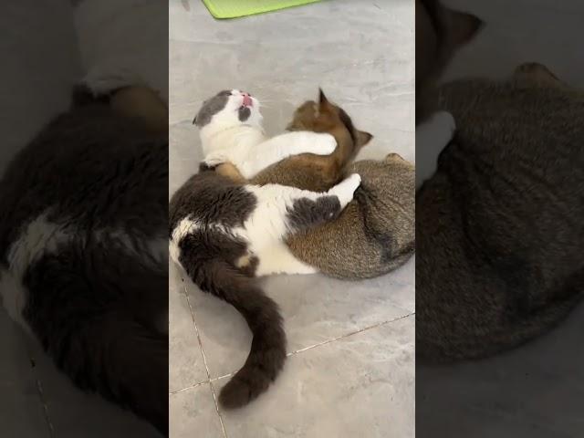Seneng lihat kucing begini #catlover #pecintakucinglucu #funny