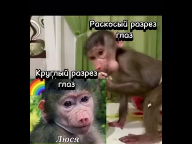 Тайган Шок!Тайгановская афера, подмена Люси#тайган #паркльвовтайган#парктайган #гамадриллюся#люська