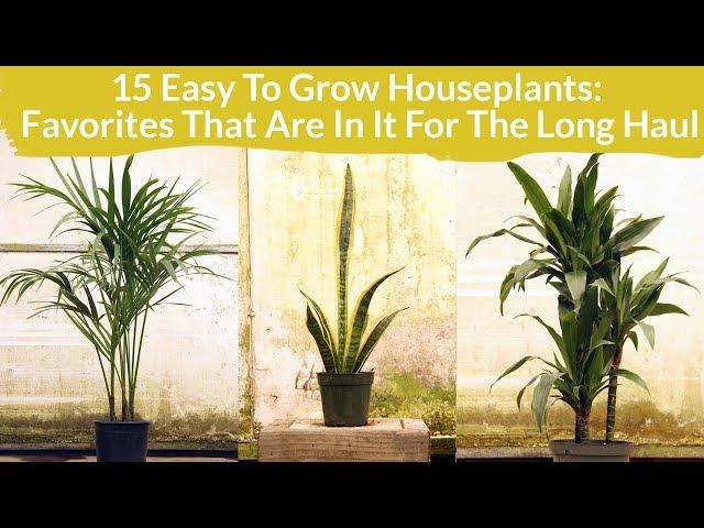 15 Easy Care Houseplants: Favorites In It For The Long Haul / Joy Us Garden