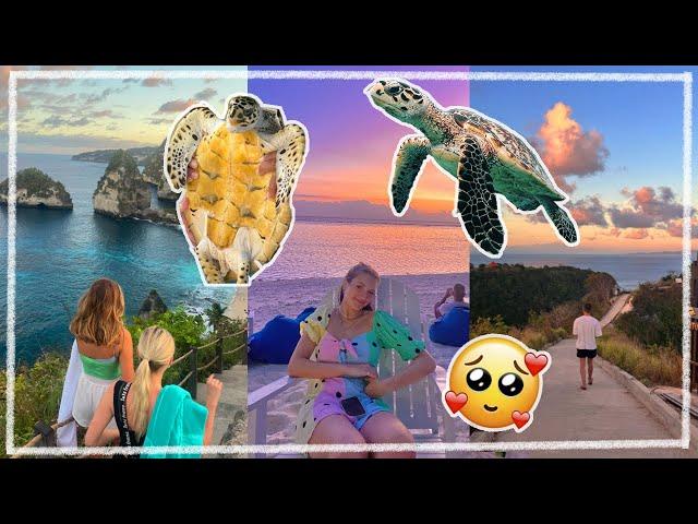 Schildkröten Freiwilligenprojekt auf BALI  A DREAM  Jackie Alice