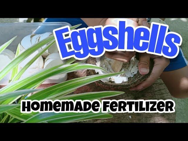 ORGANIC FERTILIZER | Eggshells | Suncheese