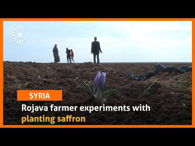 Rojava farmer experiments with planting saffron