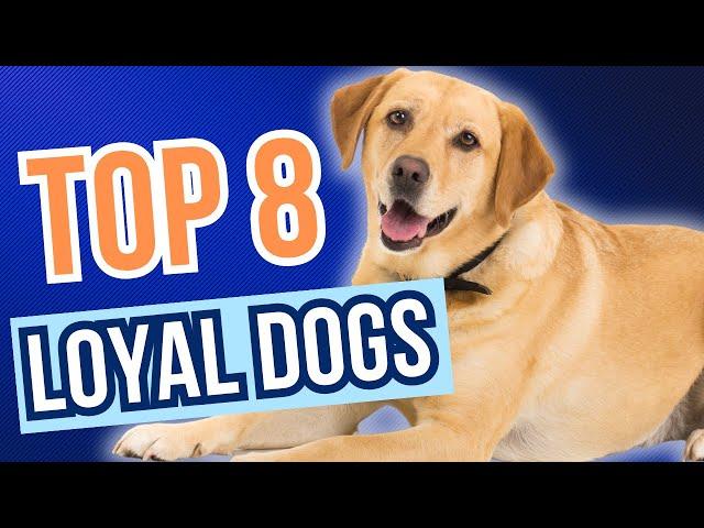 Discover the Most Loyal Dog Breeds: Our Top 8 Picks