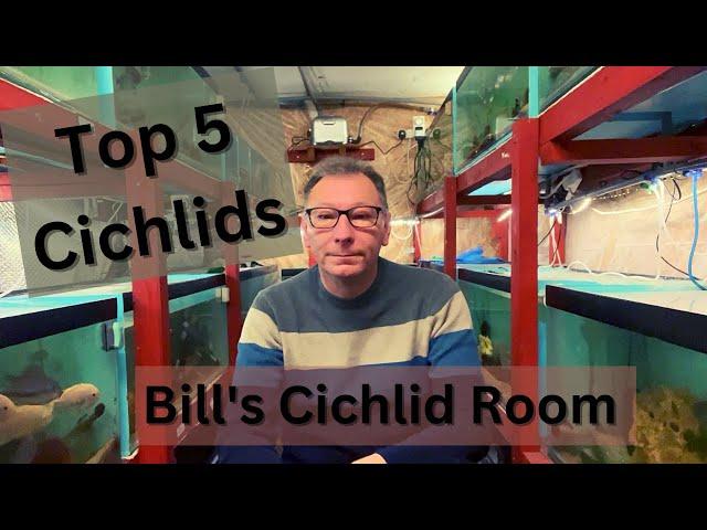 Top 5 Cichlids in Bill's Cichlid Room  December 2022