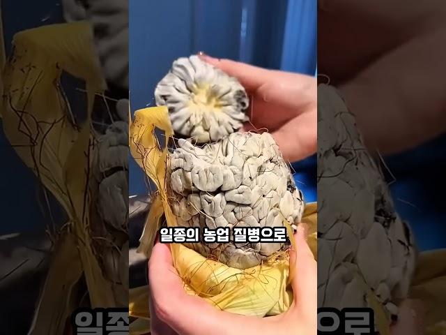 곰팡이에 감염된 옥수수의 충격적인 비주얼