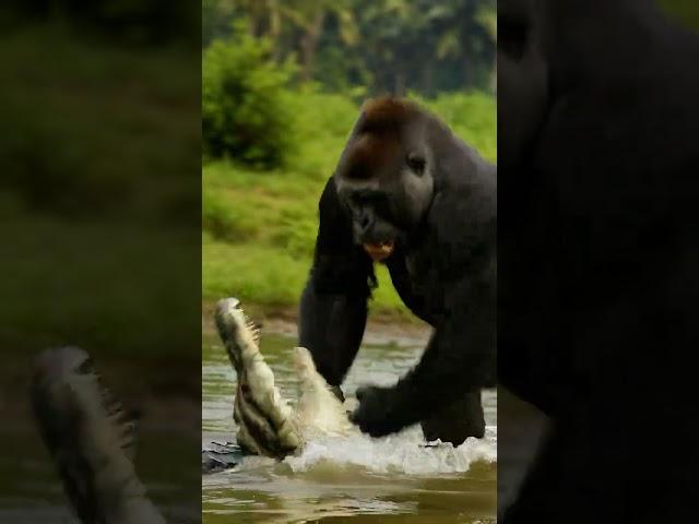 Wild Showdown: Gorilla vs Crocodile! #AnimalFight