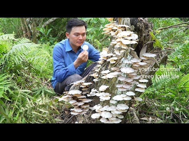 Find mushrooms to cook a lucky day met a lot. Robert | Green forest life