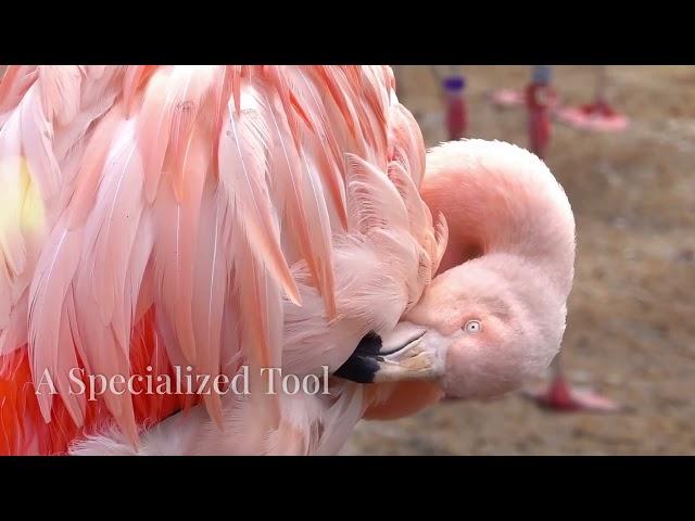 Fascinating Flamingo Facts You Didn't Know!