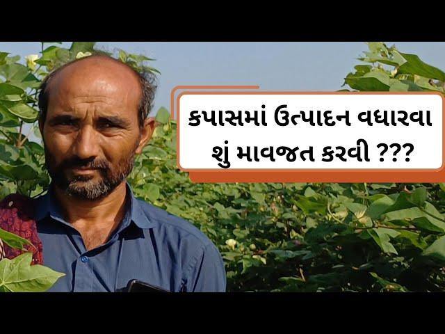 ||કપાસમા વધુ ઉત્પાદ લેવામાટે શું પગલાં લેવા|| || કપાસની સફળ ખેતી ||