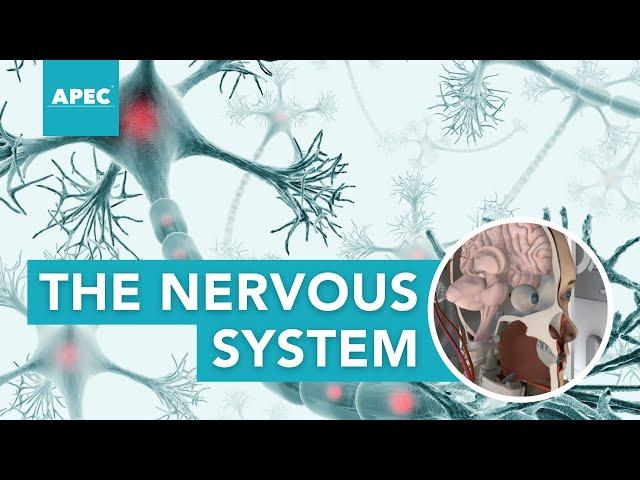 THE NERVOUS SYSTEM, ALL OR NONE LAW & HENNEMAN'S SIZE PRINCIPLE | APEC Courses