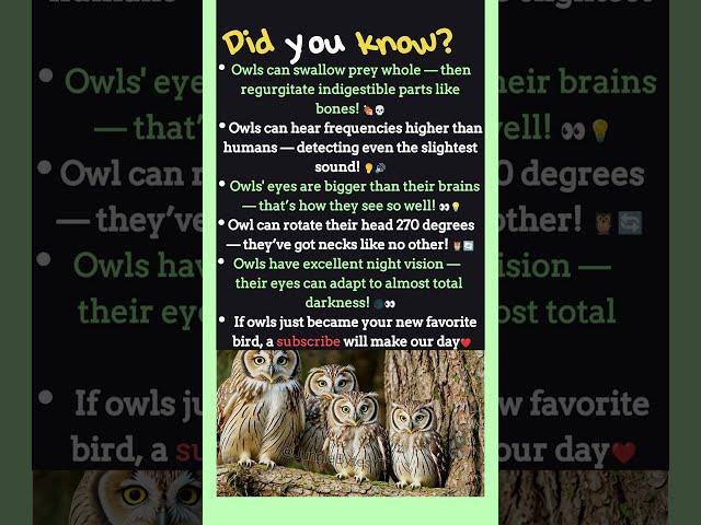 Mind-Blowing Owl Facts You Won’t Believe!  #didyouknow #animalfacts #junglebytes #owl #owls