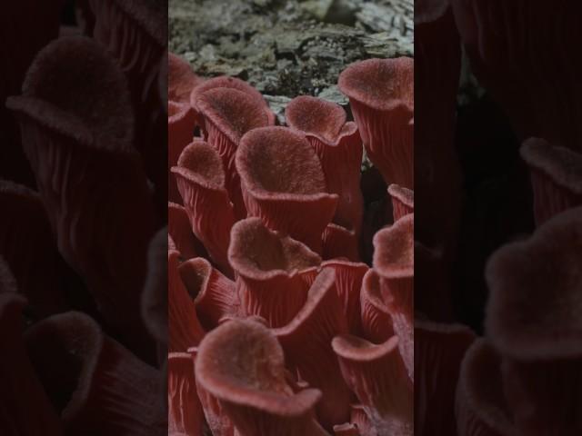 Mushrooms growing out of a log