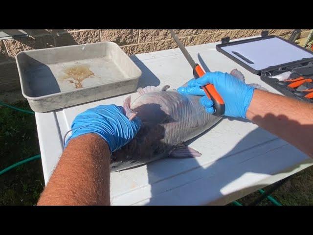 How to fillet and trim catfish for best results!