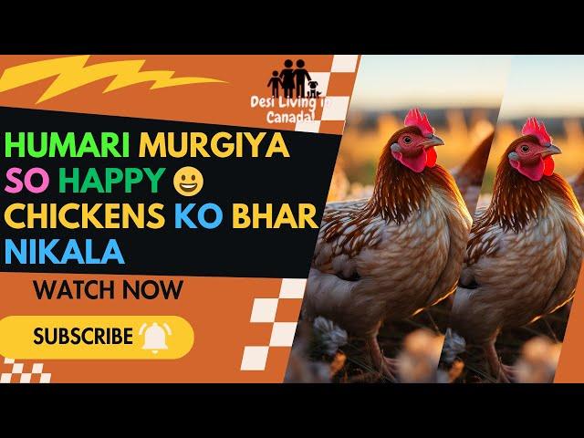 Humari murgiya so happyChickens ko bhar nikala |Desi Living In Canada