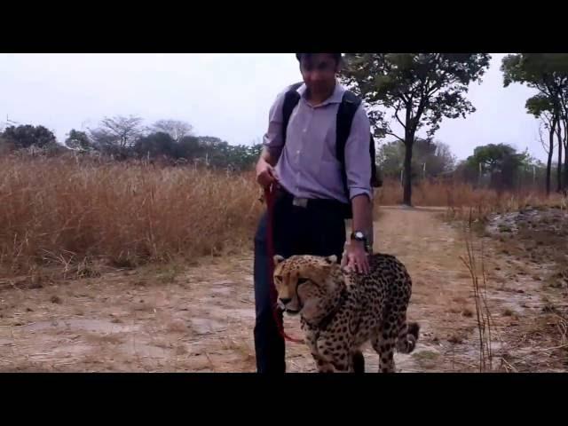 Walking a Cheetah at Chaminuka in Zambia