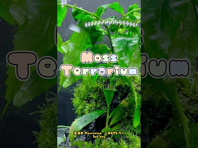 Moss Terrarium  ～2411-1～ コケリウム #shorts #terrarium #苔テラリウム #苔 #moss