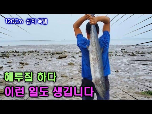 물 때 180에도 해변에 깔려있는 이것 줍줍하다 미터급 초대형 삼치까지 득템합니다. 포인트공개!