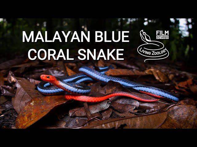 Colorful Malayan blue coral snake, unique venom and longest venom glands of all snakes