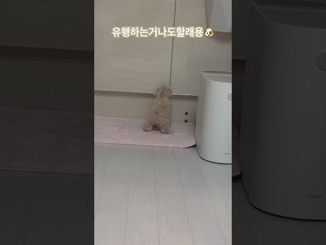 #말티푸 #강아지 #puppy #토리의하루 #이쁜이는뒤를돌아봅니다 #반려견