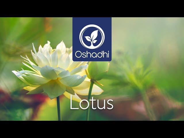 Lotus | Essential-Oil-Plant Portrait by Dr. Malte Hozzel