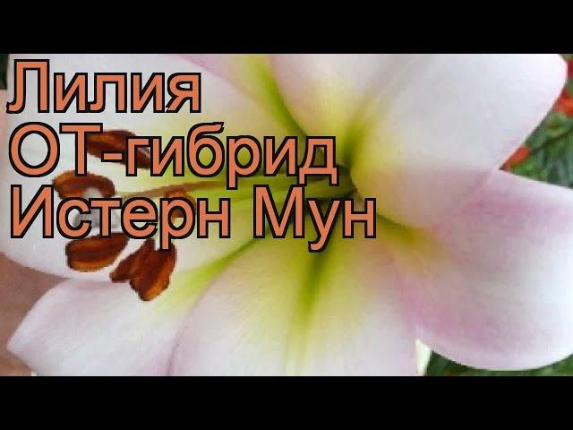 Лилия от-гибрид Истерн Мун  обзор: как сажать, луковицы лилии Истерн Мун