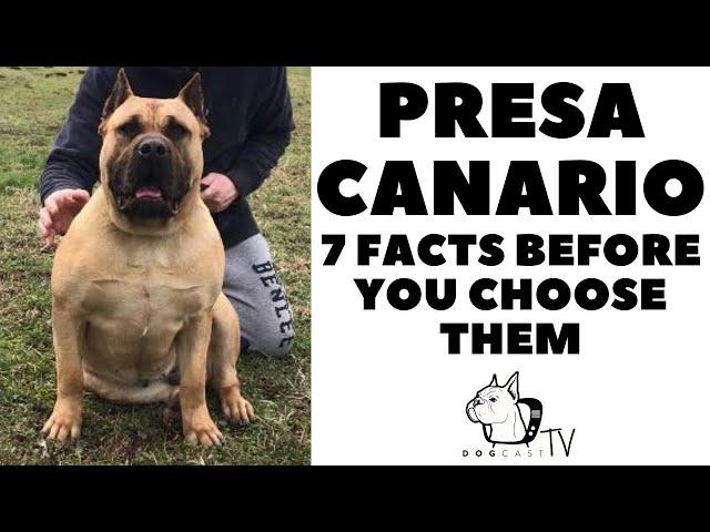 Before You Buy a Dog - PRESA CANARIO, CANARY ISLAND DOG - 7 Facts to Consider!   DogcastTV!