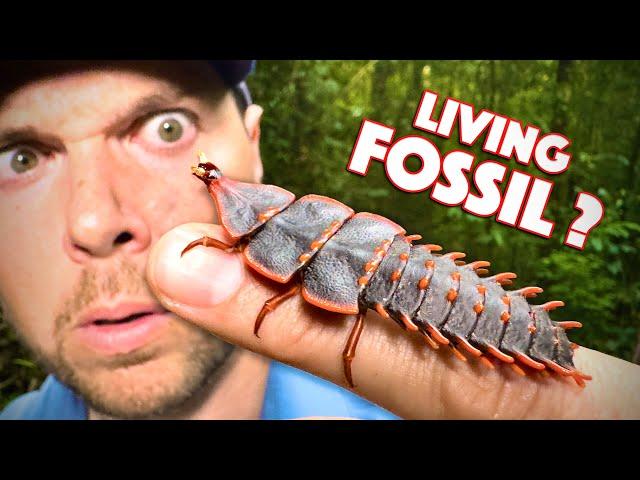 I Found a Living FOSSIL! (Trilobite Beetle)