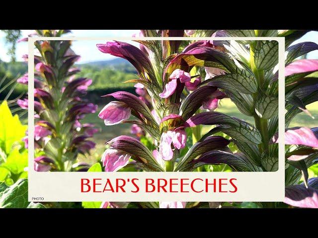 calm journey into the realm of  gorgeous bear's breeches, flower scenery, beautiful flowers