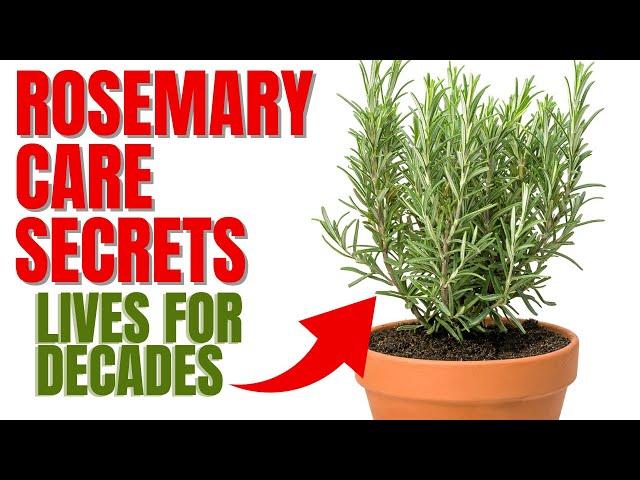 How To Grow A Rosemary Plant For Decades | 12 Secrets To Success