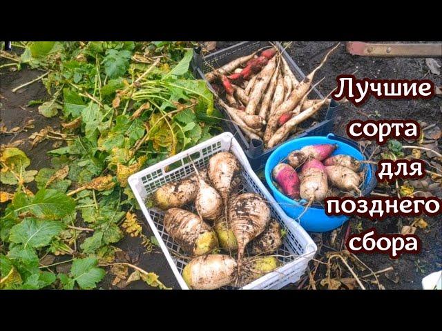 РЕПА, РЕДЬКА ДАЙКОН. Лучшие сорта, которые никогда не подведут.