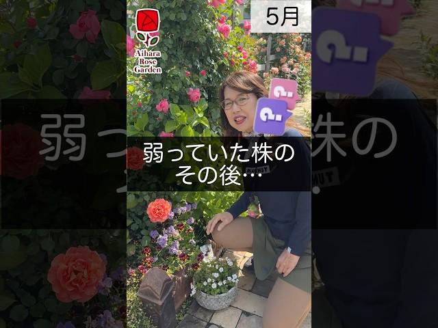 What happened to the weakened plants... #AiharaRoseGarden #RoseGarden #Roses #RoseCultivation