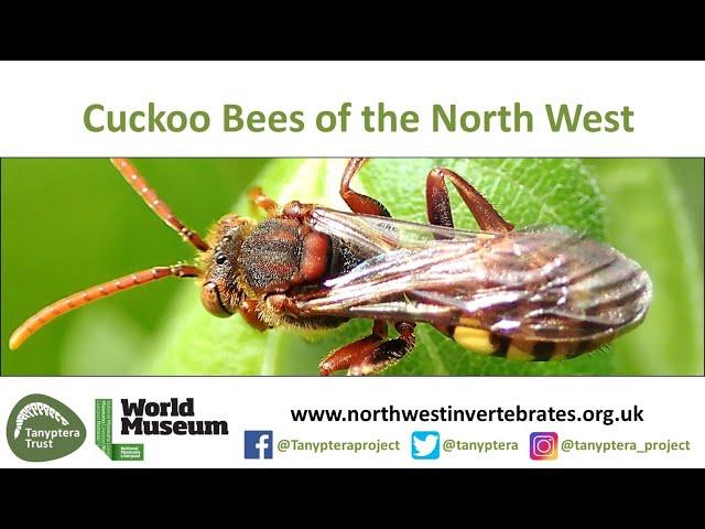 Cuckoo Bees of North West England