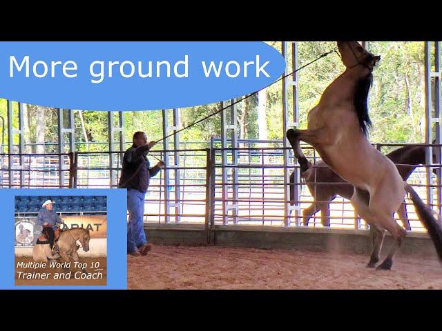 Ground work with a pushy dominant horse