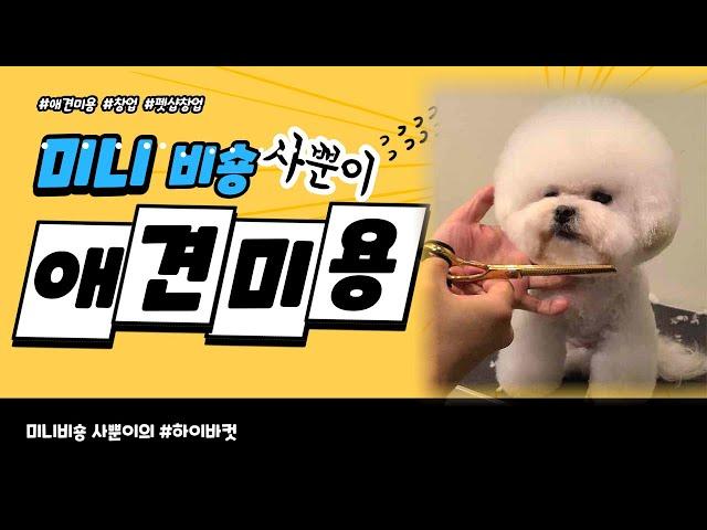 비숑프리제 애견미용 스포팅 하는 과정