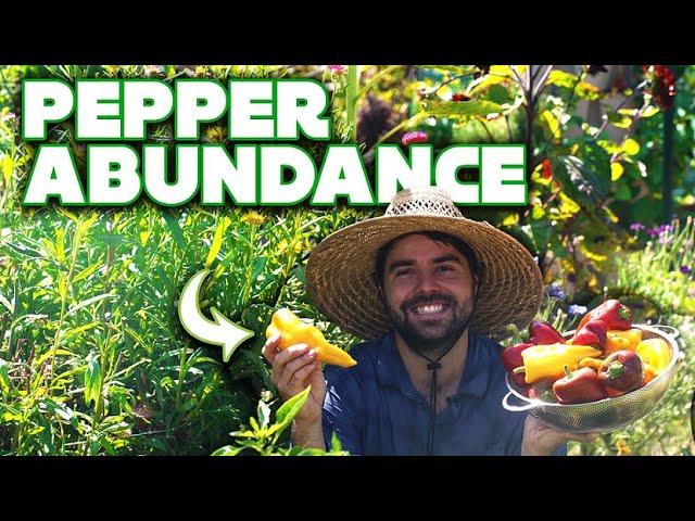 My Best Tips for ABUNDANT Pepper Harvests