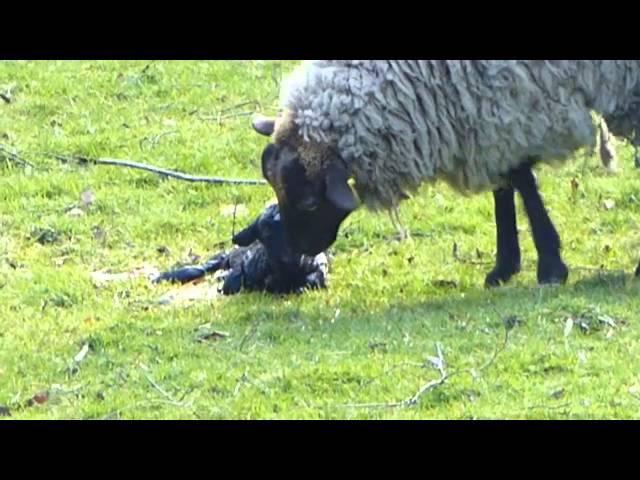 Shrubbs Hill Shetland Sheep - New Arrivals