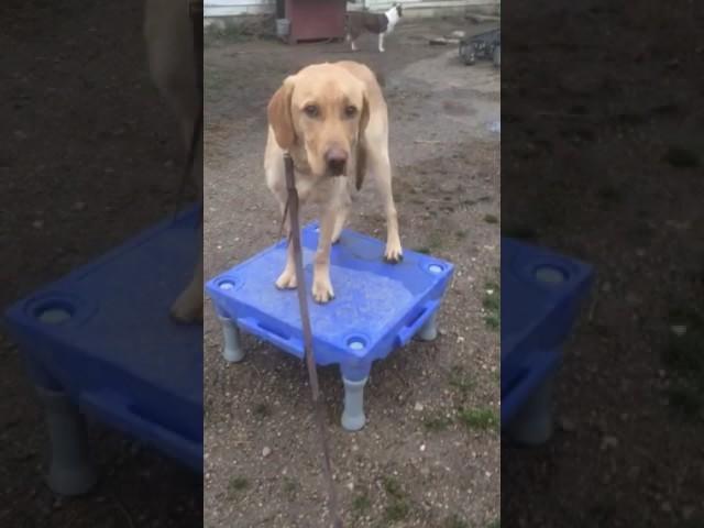Lansing Michigan board and train/dog training.dog trainer