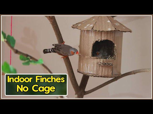 Pet zebra Finch Tamed to live in Home without Cage| Indoor Aviary Finch aviary. Zebra finch Breeding