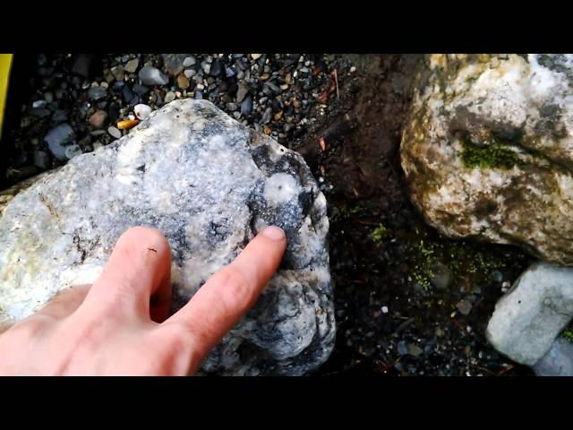 Broken Ox Creations- Crinoid Fossils In BC- 2015