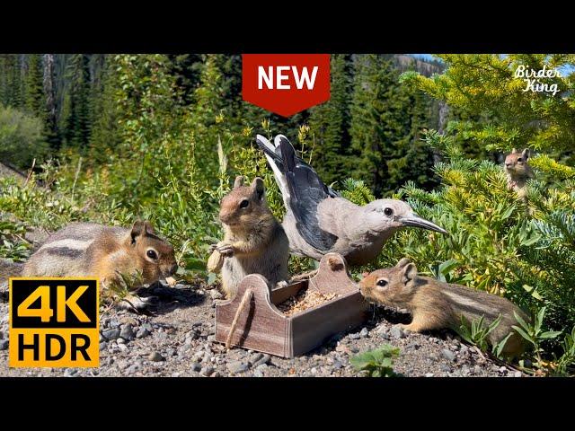 Cat and Dog TV   Mountain Birds, Chipmunks and Squirrels  [New Version] (4K HDR)