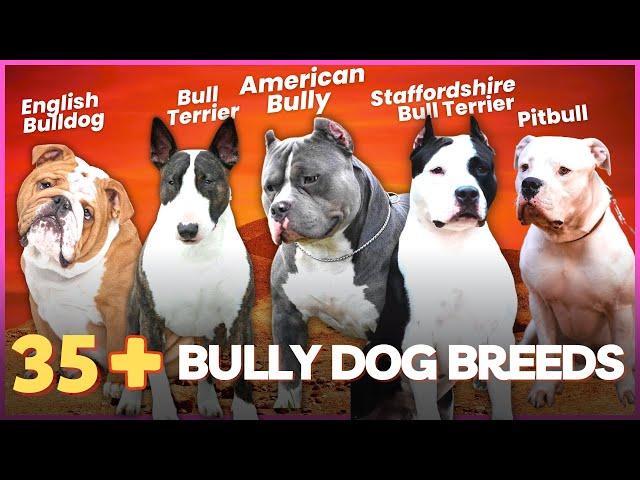 38 Bully Dog Breeds That Can Be Great Family Pets