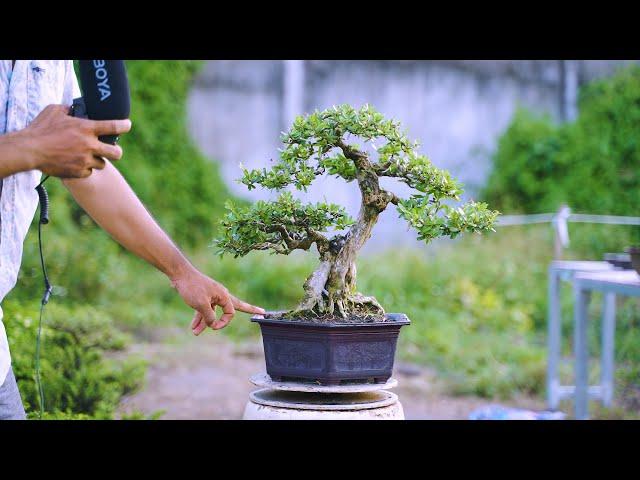 Thọ Bonsai - Cây 72 đã bán - Linh Sam Sông Hinh lá trung trực lắc chuẩn dáng