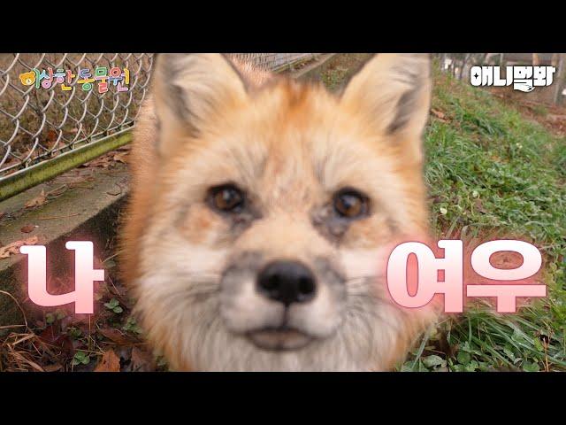 여우가 나를 막... 홀리네 ㅣ이상한동물원 E.03ㅣIt’s Making Me Fall… I Special Center For Animal E03