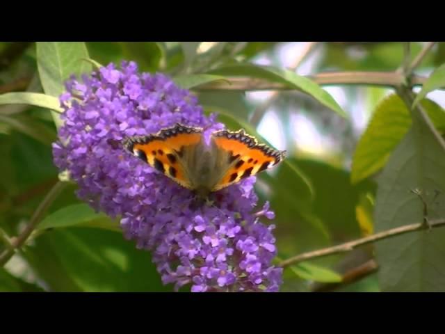 Small Tortoiseshell Butterfly